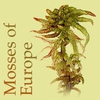 Mosses of Europe